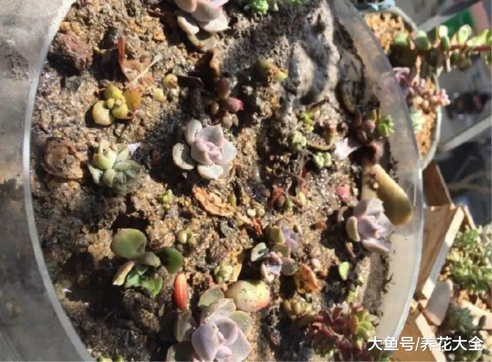 多肉越养越小? 那是你没浇对水, 赶紧看看解决方法吧!