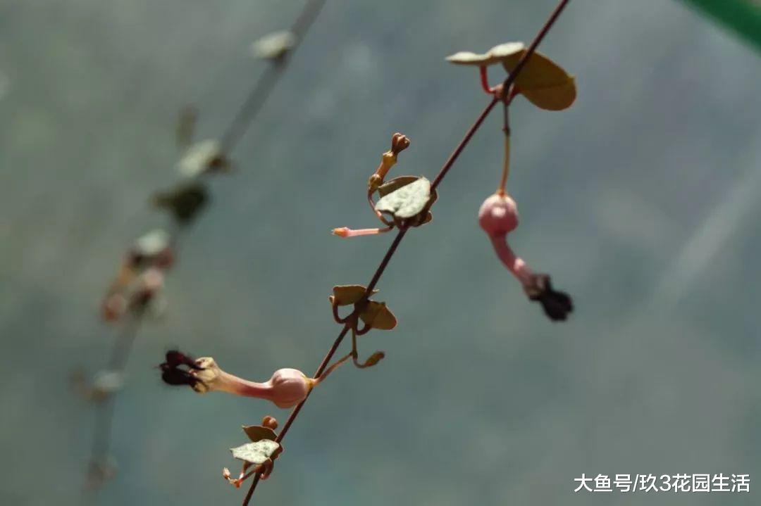 随风飘摆的一串心——爱之蔓