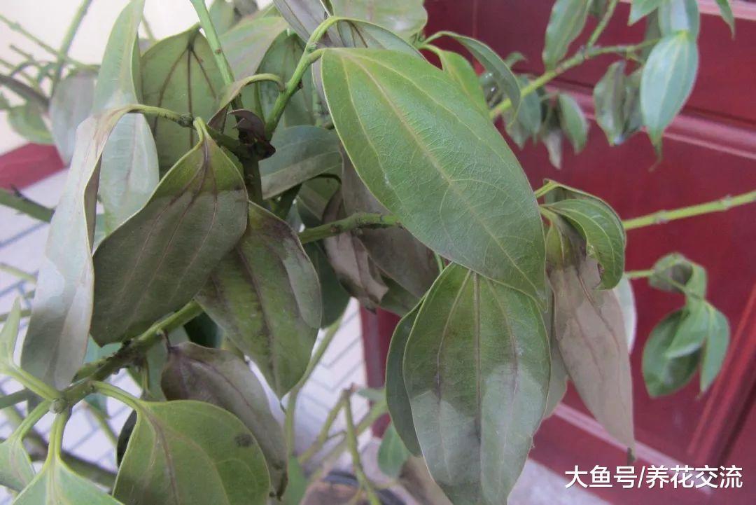 平安树的叶片枯萎变白的原因, 叶子不断掉落可以轻松处理