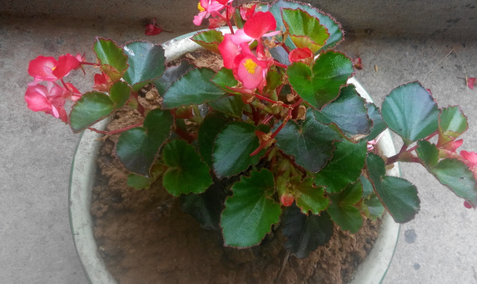 买回的四季海棠, 这样剪剪枝, 花开不断喜庆一冬天!