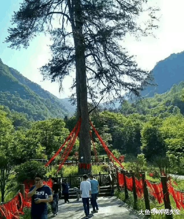 450岁的“夫妻”树, 一夜之间被刮散, 再也没有眼福了!