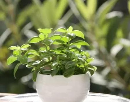 这4种漂亮花养家里, 浇点水呼呼长, 都能养10年!