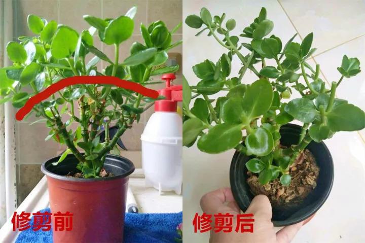 长寿养成窜天猴? 学我这么做, 3步变回大花球!