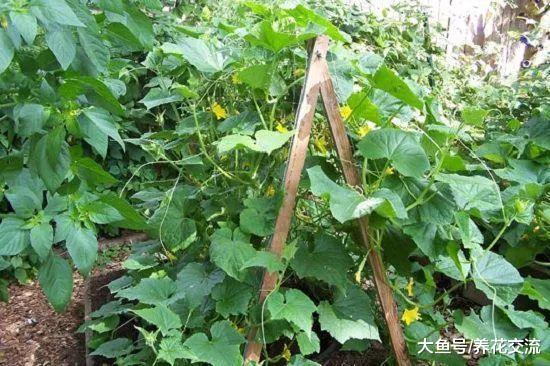 用生活中废弃的材料制作的黄瓜爬藤架子, 也能养其他藤本植物