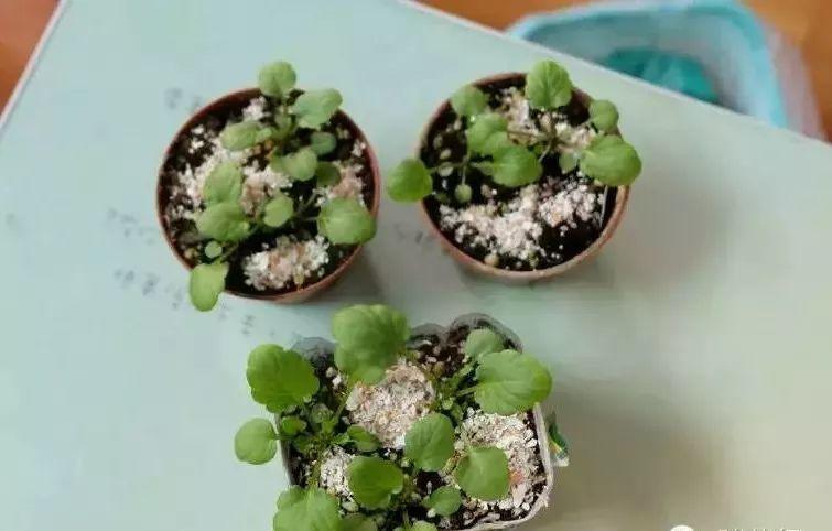 这些抗冻花, 大雪天也不怕, 养一盆能开3个月!