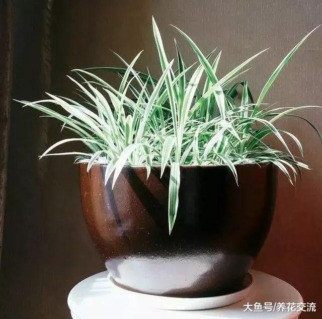 六种适合养在家里的个性盆栽植物, 你家养了哪种?