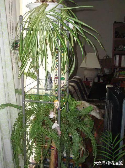 给室内常见几类植物的浇水技巧, 再不怕植物水多挂掉