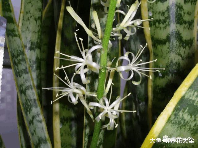 虎皮兰养的结出果子, 年年都开花, 咋做到的?