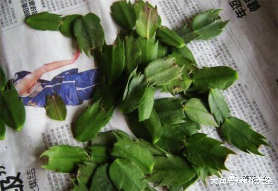 不小心碰掉了花枝子, 往盆里一插, 生根又长出一棵!