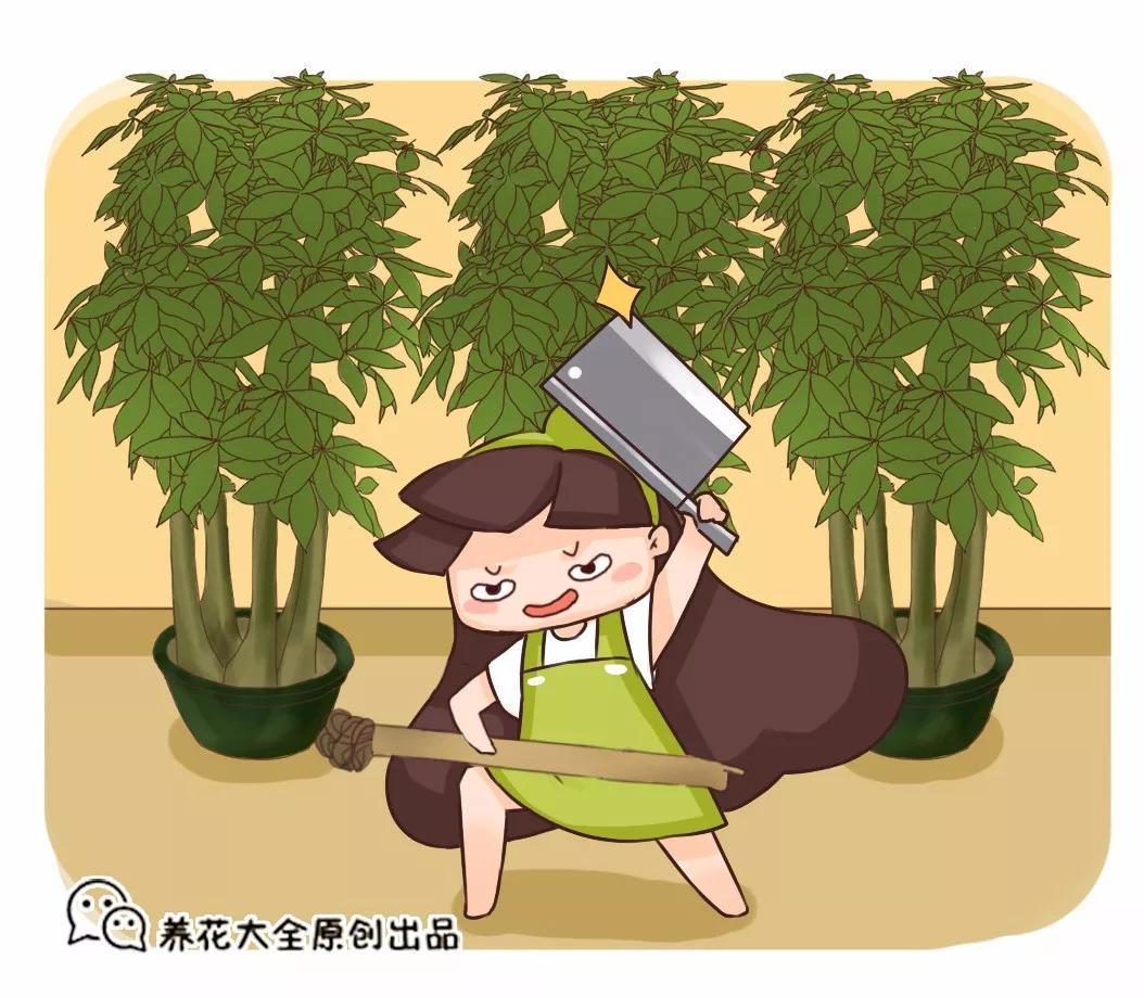 你扔掉的花, 被我一顿砍, 一个月冒芽绿油油!