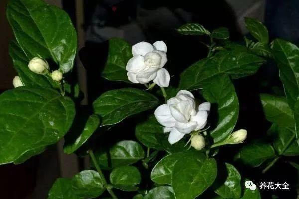 茉莉夏天这么养, 花苞长不停, 一开就是大半年!