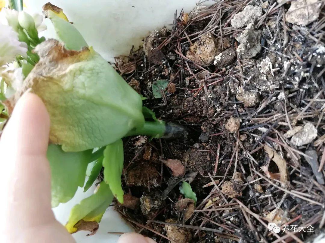 你家的长寿又黑腐? 剪掉后涂点这个, 夏天也能开花不断!