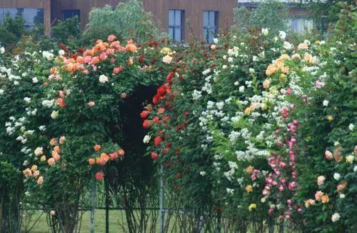 家里有铁栅栏和围墙的千万不要空着, 用来养爬藤植物美到尖叫!