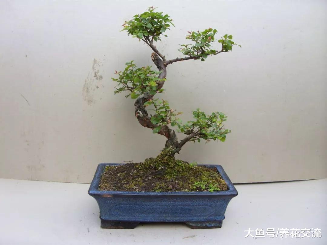 想要在家里养出靓丽迷人的盆景, 这5个技巧都要掌握