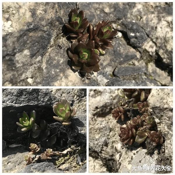 养多肉还买土? 门口挖点掺上它, 1分钱不花爆10盆!