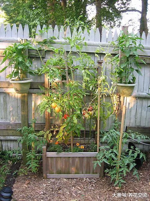 用花盆也能种出不断结果的西红柿, 做好下面这几点很关键
