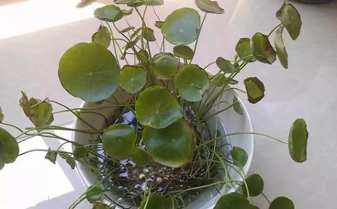 降雪前, 赶紧给这3种花剃个头, 来年开春必爆盆!