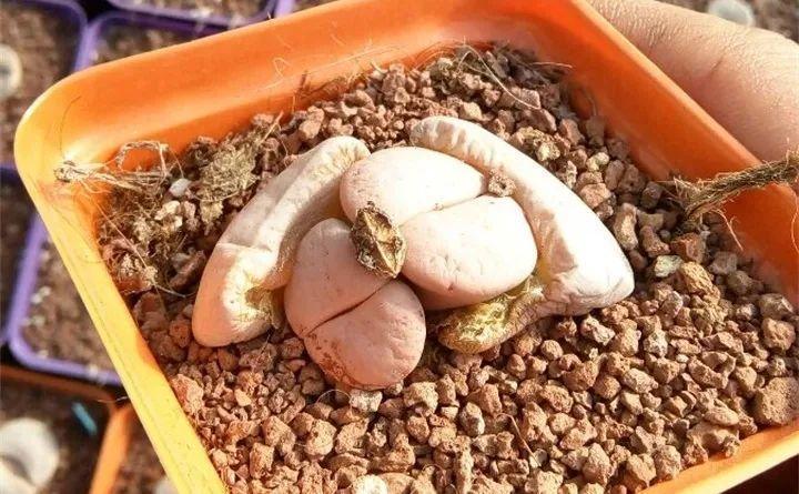 多肉长不好, 没忍住扒了皮, 结果全挂了!