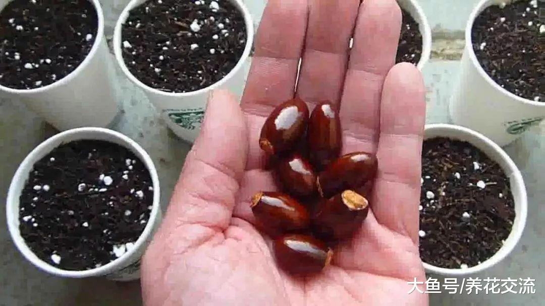 夏季用吃剩的荔枝果核养成室内清新靓丽的盆栽, 直接丢土里就行了