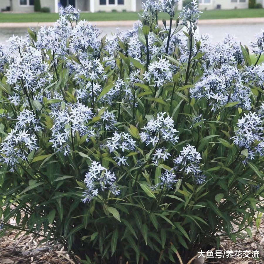 8种可以在院子里常年开花的植物, 养多几种家里都变成花园