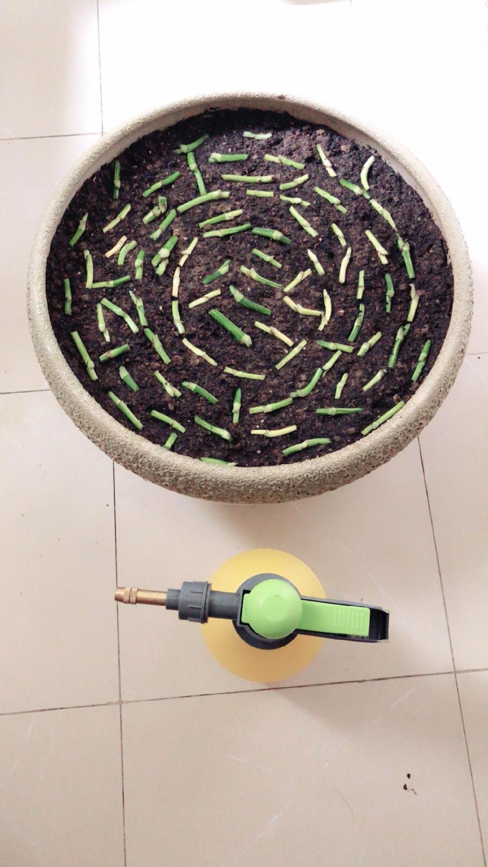 高手扦插“绿萝”, 1捆“光杆”洒土上, 3周就爆盆。网友: 新技能!