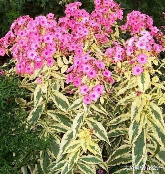 这几种常年开花的植物特别适合种院子里, 容易栽培、花朵好看