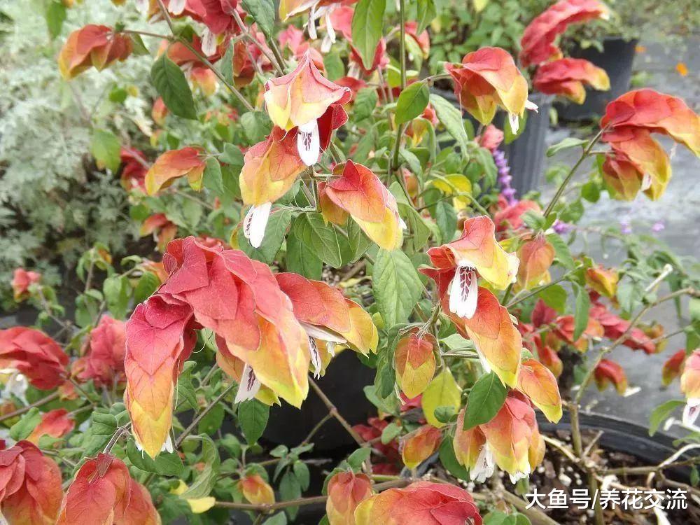 花朵长得像虾一般的虾衣花, 还有金黄色花苞的品种