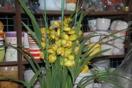 养花中这7种错误最容易忽视, 也最容易犯, 说不定你正在做呢!