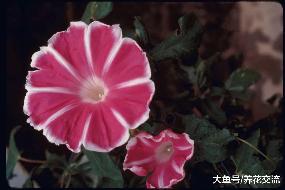 夏秋季节能够保持灿烂开花的牵牛花, 种花盆里也能生长旺盛