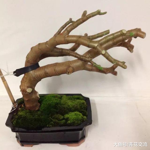 玉树养成盆景的几个技巧, 为啥有人养在室内就容易挂掉呢