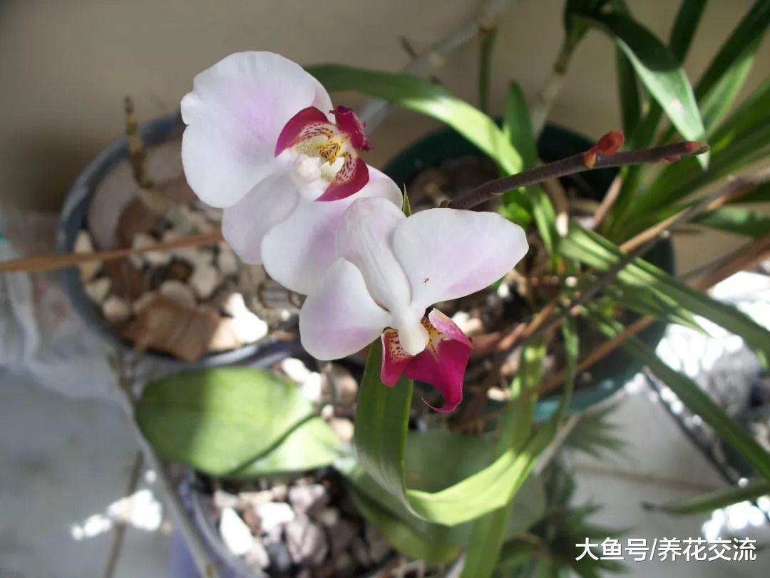 想要让开过花的蝴蝶兰重新孕育花朵, 你需要这个养护秘诀