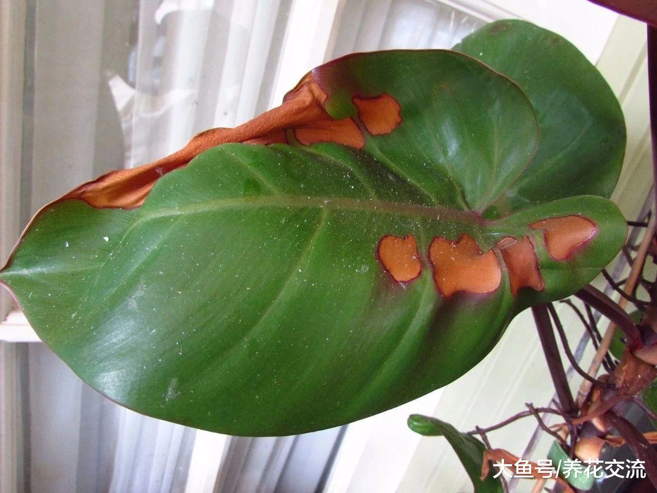 家里盆栽养护的植物叶子变成棕色, 叶尖发黄要怎么办?