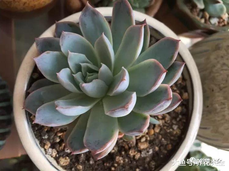 多肉长歪了? 给它转转花盆, 自己就能正回来!