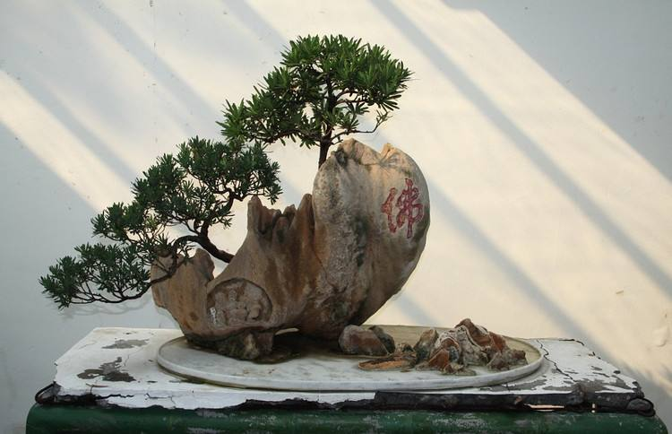 养花达人用这“3个”小方法, 养出“大盆景”, 能卖出高价!