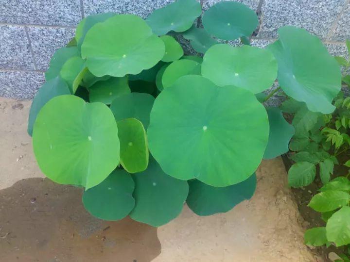 花骗子最爱卖的花, 不是假花就是死苗, 全是坑!