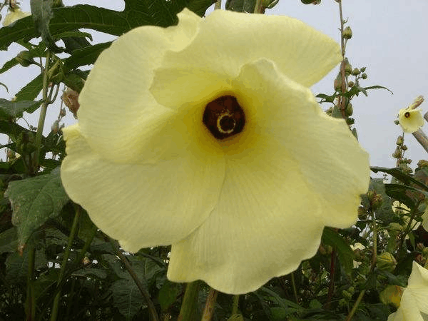 “可食性”花朵2块钱没人要? 买几朵回家煲汤, 营养价值赛人参