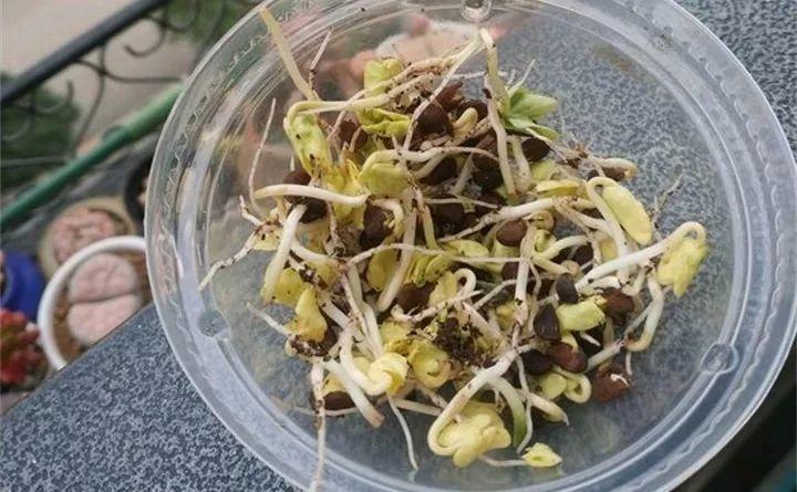 养花趣事多, 一盆多肉买回家, 3天冒出豆芽菜!