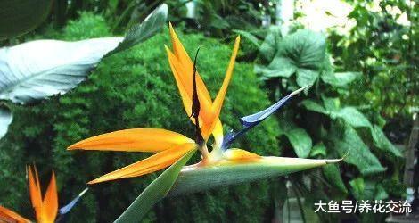 在室内养护天堂鸟促进开花的几个关键技巧
