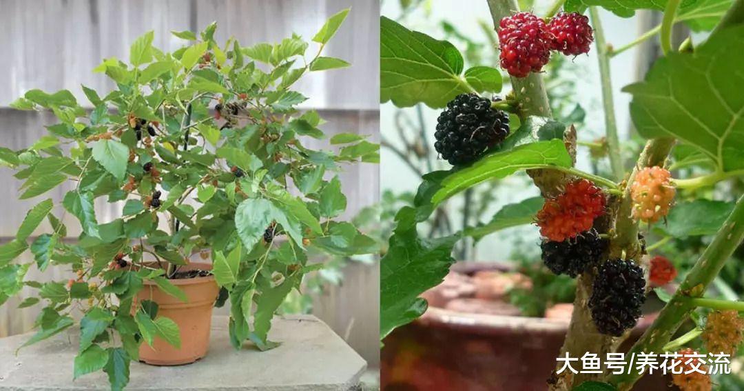 6种可以在阳台上快速生长的盆栽水果