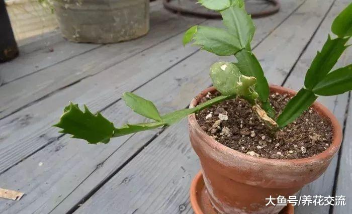剪一段蟹爪兰的枝条扦插在水中就能生根发芽, 养成小盆栽