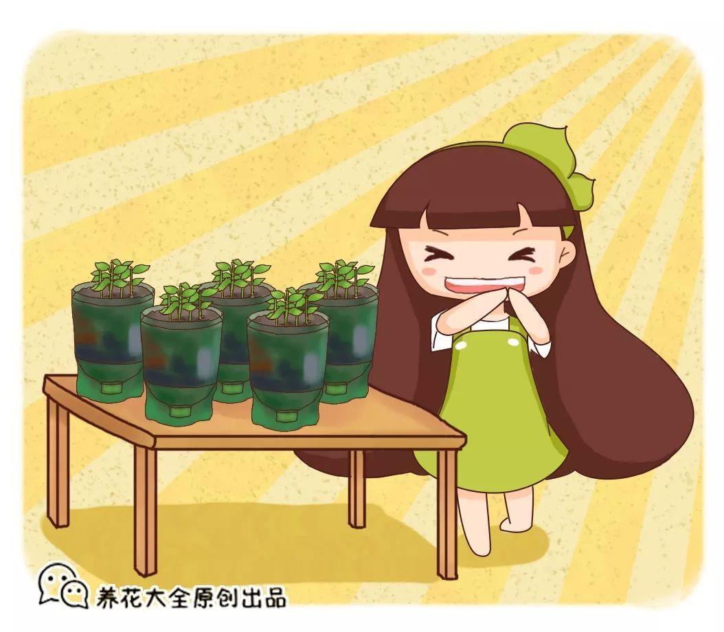 他用塑料瓶种菜, 边长边吃, 还不占地方!