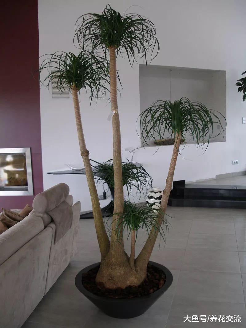 在家里很适合栽种这6种懒人植物, 都不用过多的打理