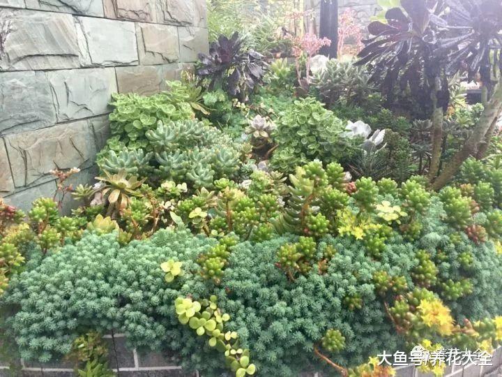 她用多肉, 把家里的花坛变成了森林!