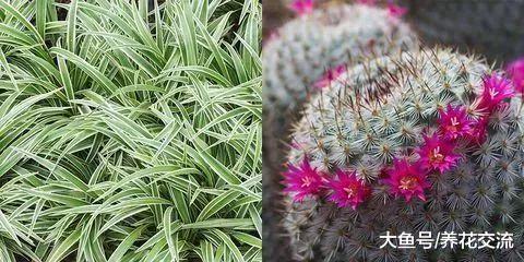 养不活多肉植物的园艺新手, 你可以养这些这些室内植物