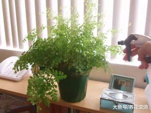 给室内常见几类植物的浇水技巧, 再不怕植物水多挂掉
