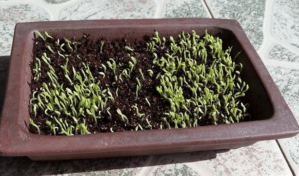 火龙果好吃又好养! 插1根“枝条”在盆里, 收获的“果实”甜又香