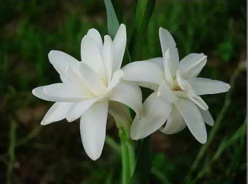 夏季千万不要养这五种花, 别人说的再好也不要养!