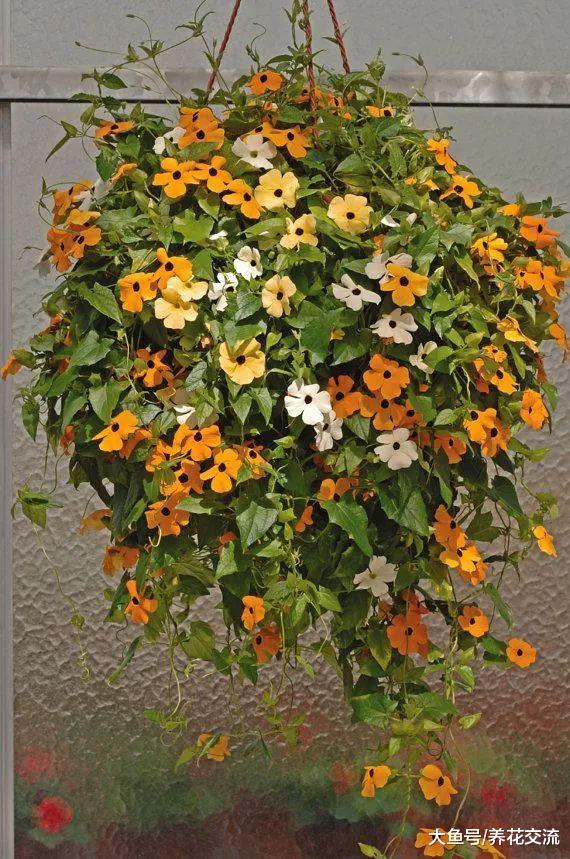 几种长相特别的吊盆开花植物, 你认识哪一种呢