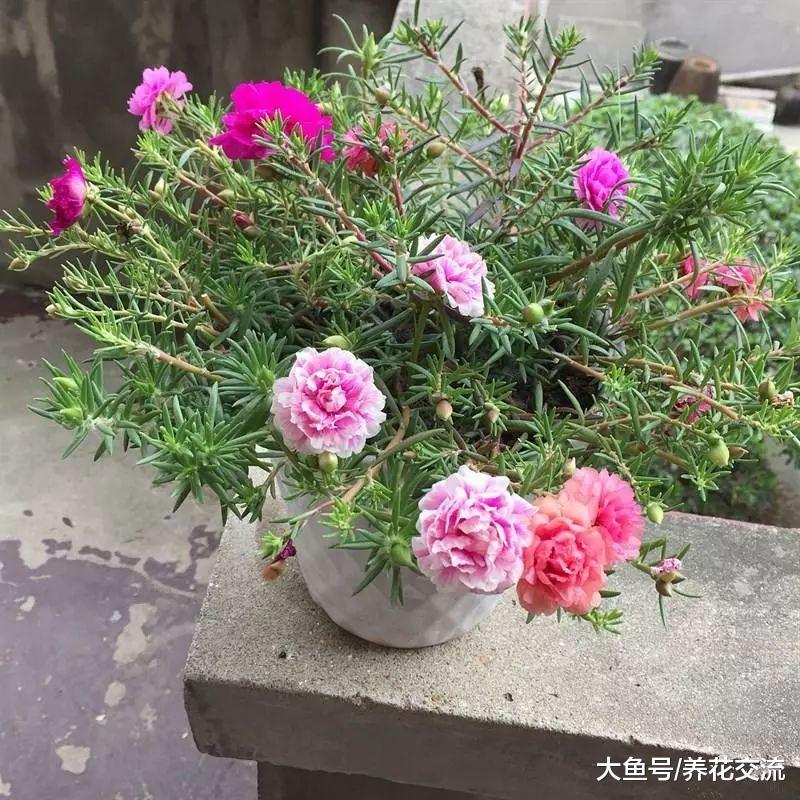 这九种让人惊叹的耐旱植物几乎不需要浇水, 养在院子能开满花朵