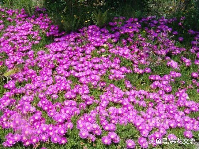 8种特别适合种在院子里的铺地植物, 匍匐长在地上长成花毯子